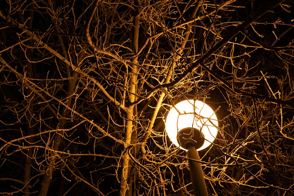 a street light surrounded by bare trees at night