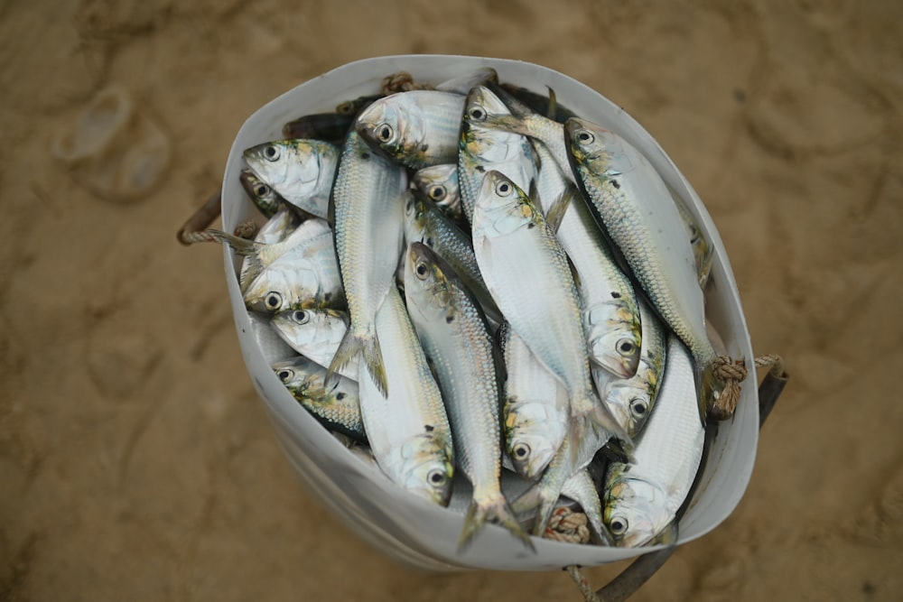 A bucket filled with small fish on top of a sandy beach photo