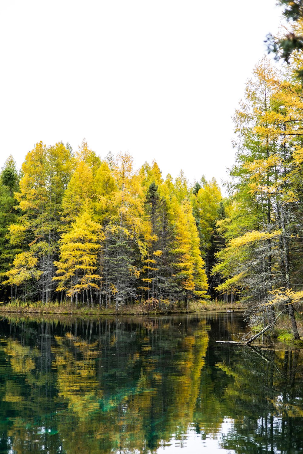 a body of water surrounded by lots of trees