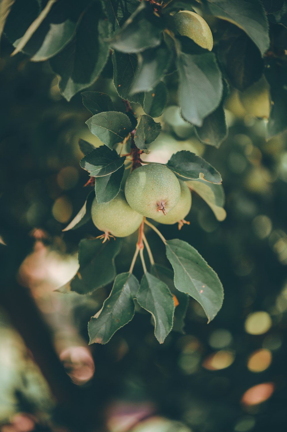 a bunch of fruit hanging from a tree