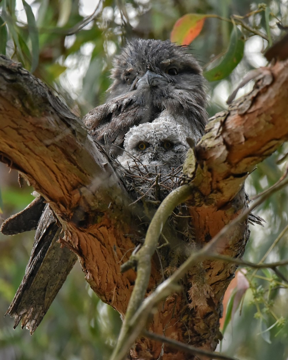 an owl is sitting in a tree looking at the camera