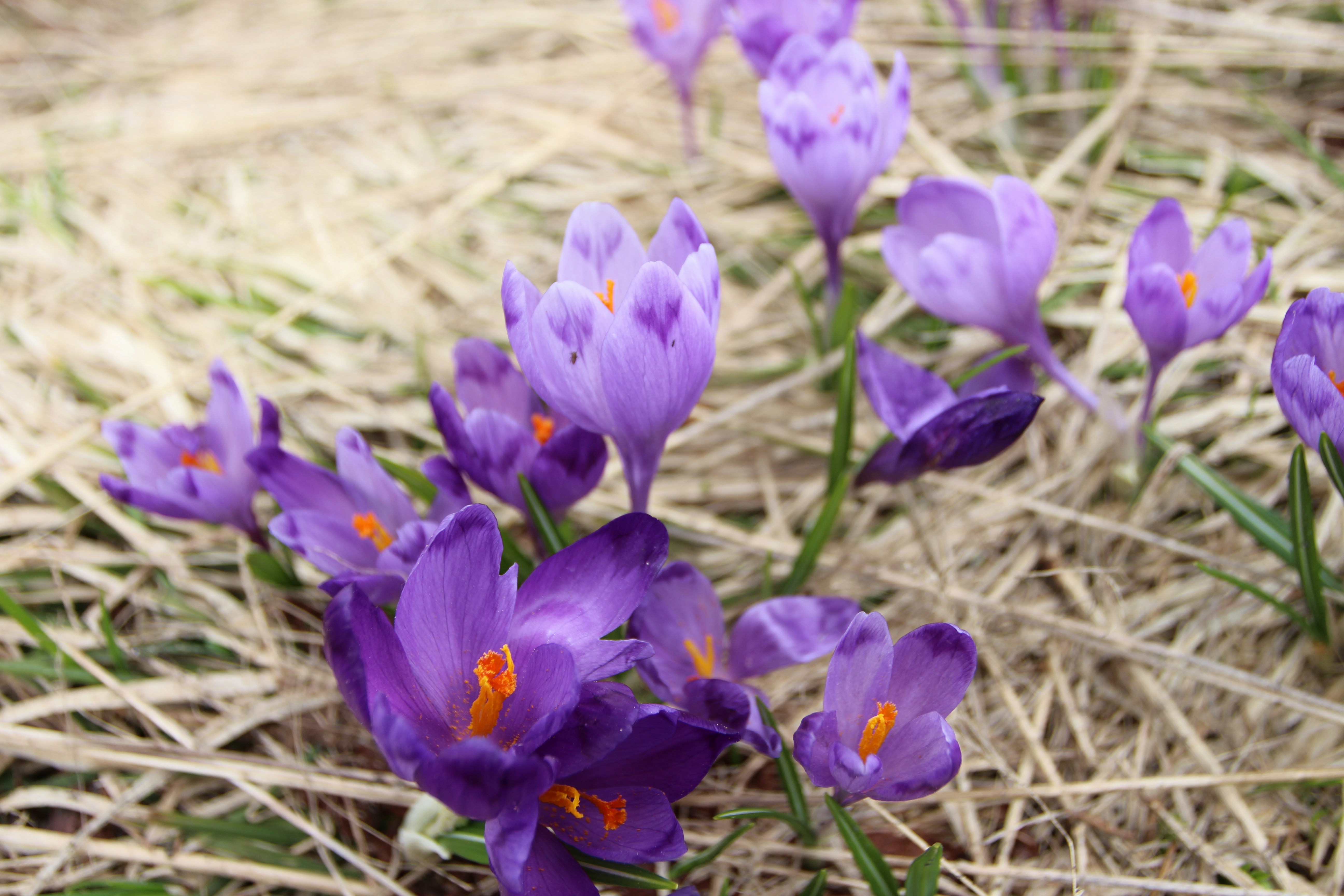 Photo by tetiana_chervenko