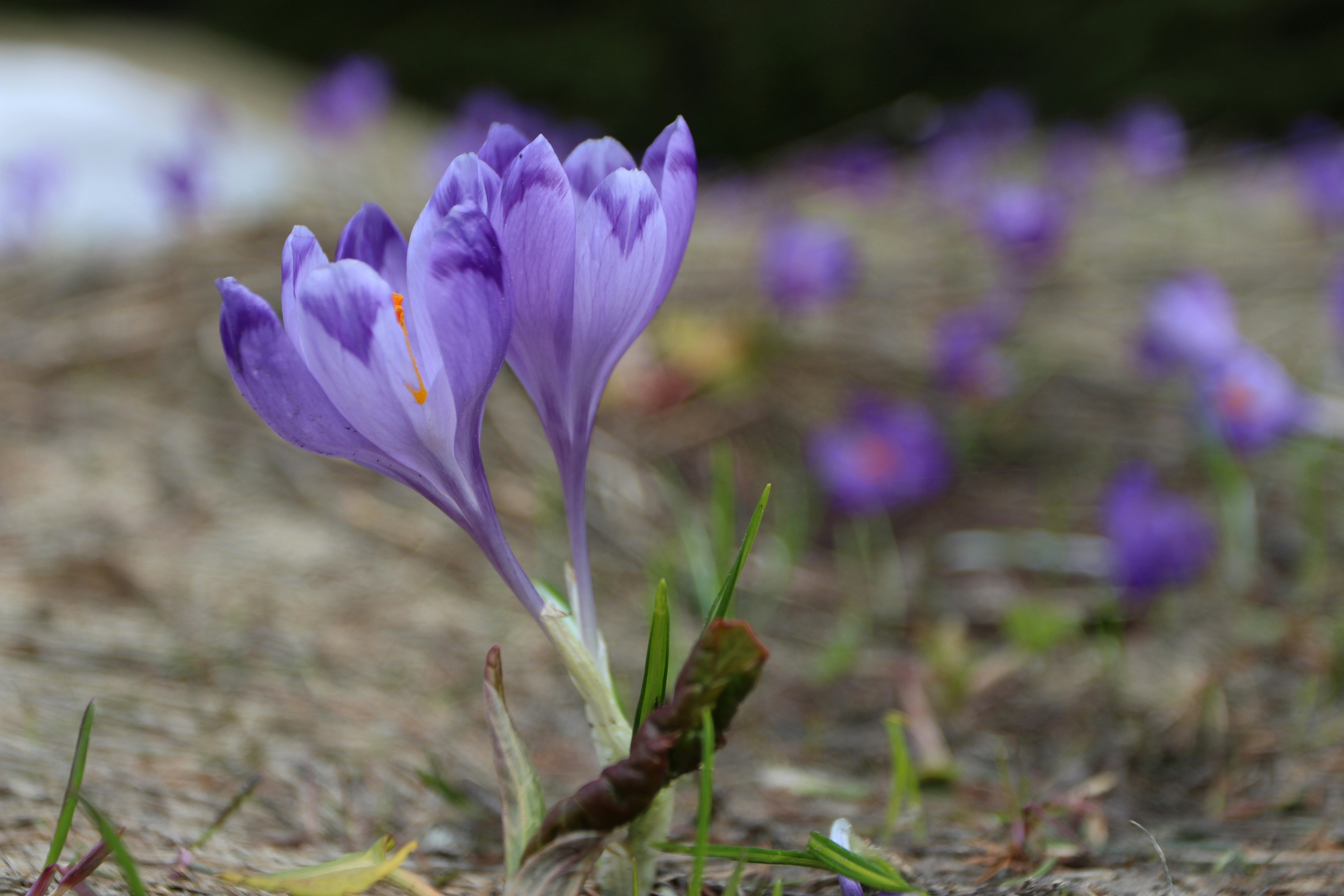 Photo by tetiana_chervenko