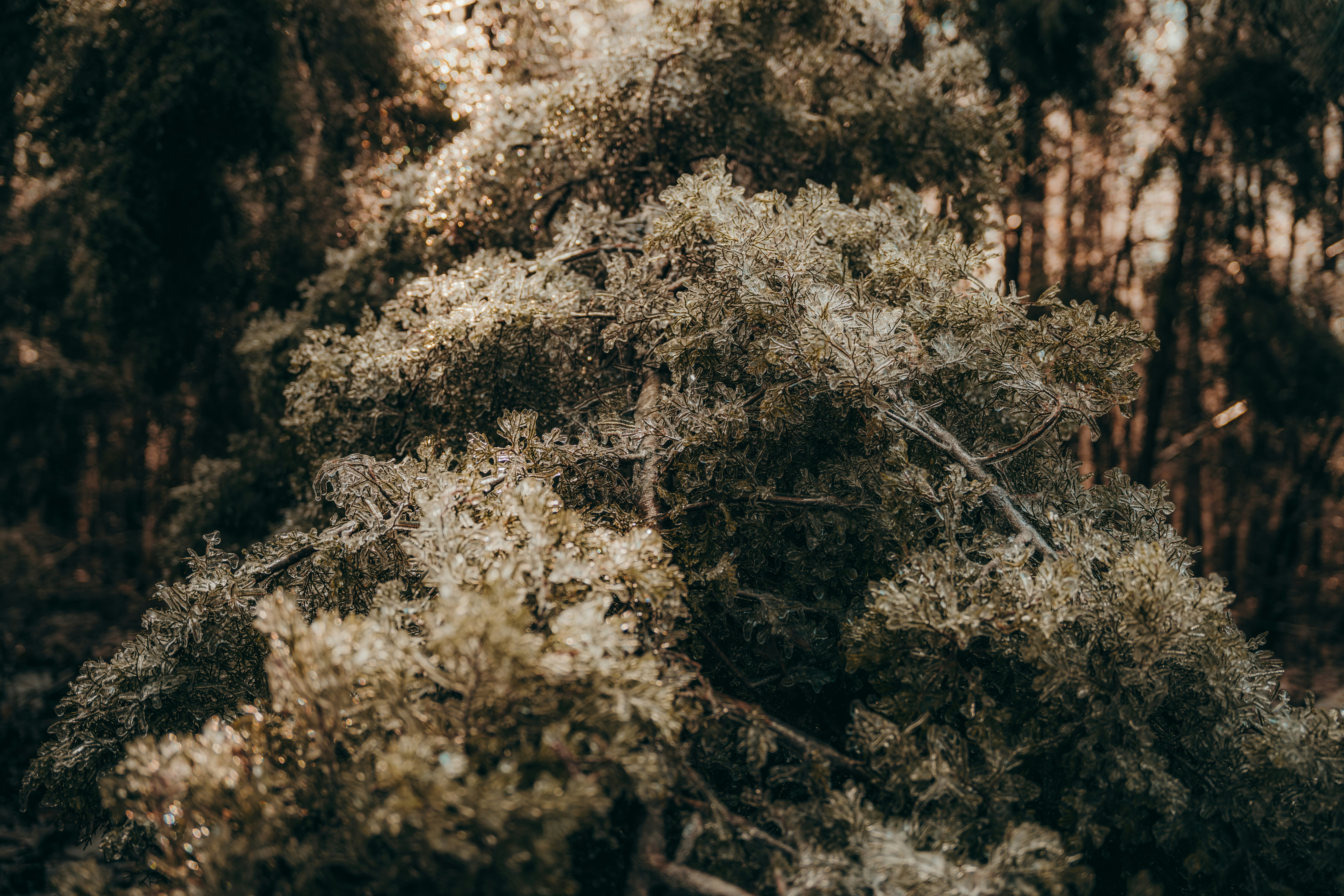 Photo by colemangloverphotography