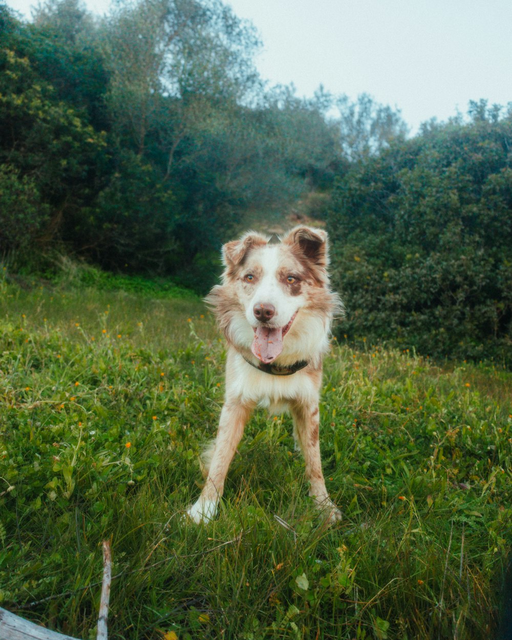 a brown and white dog standing on top of a lush green field