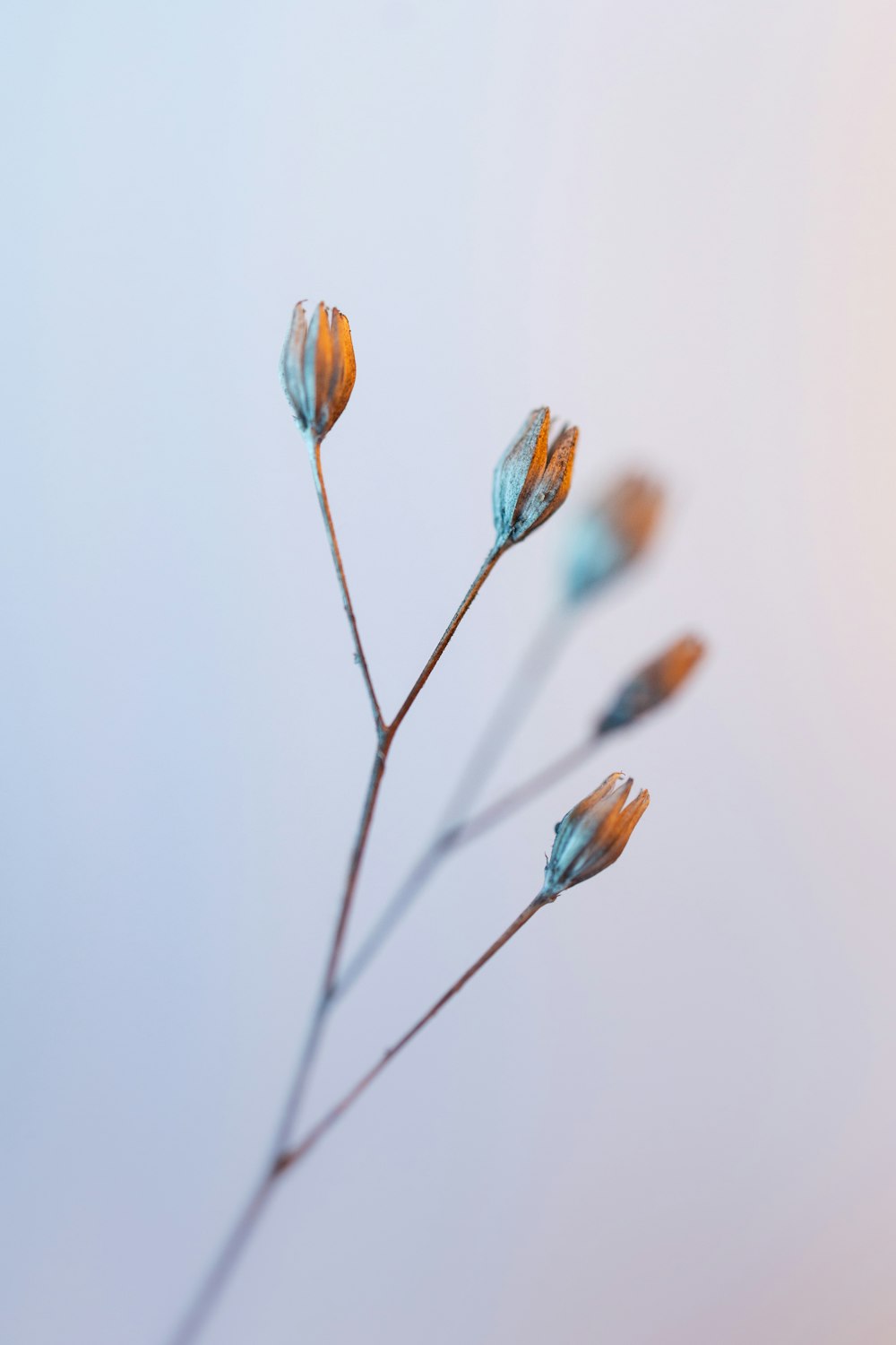 a close up of a plant with a sky background