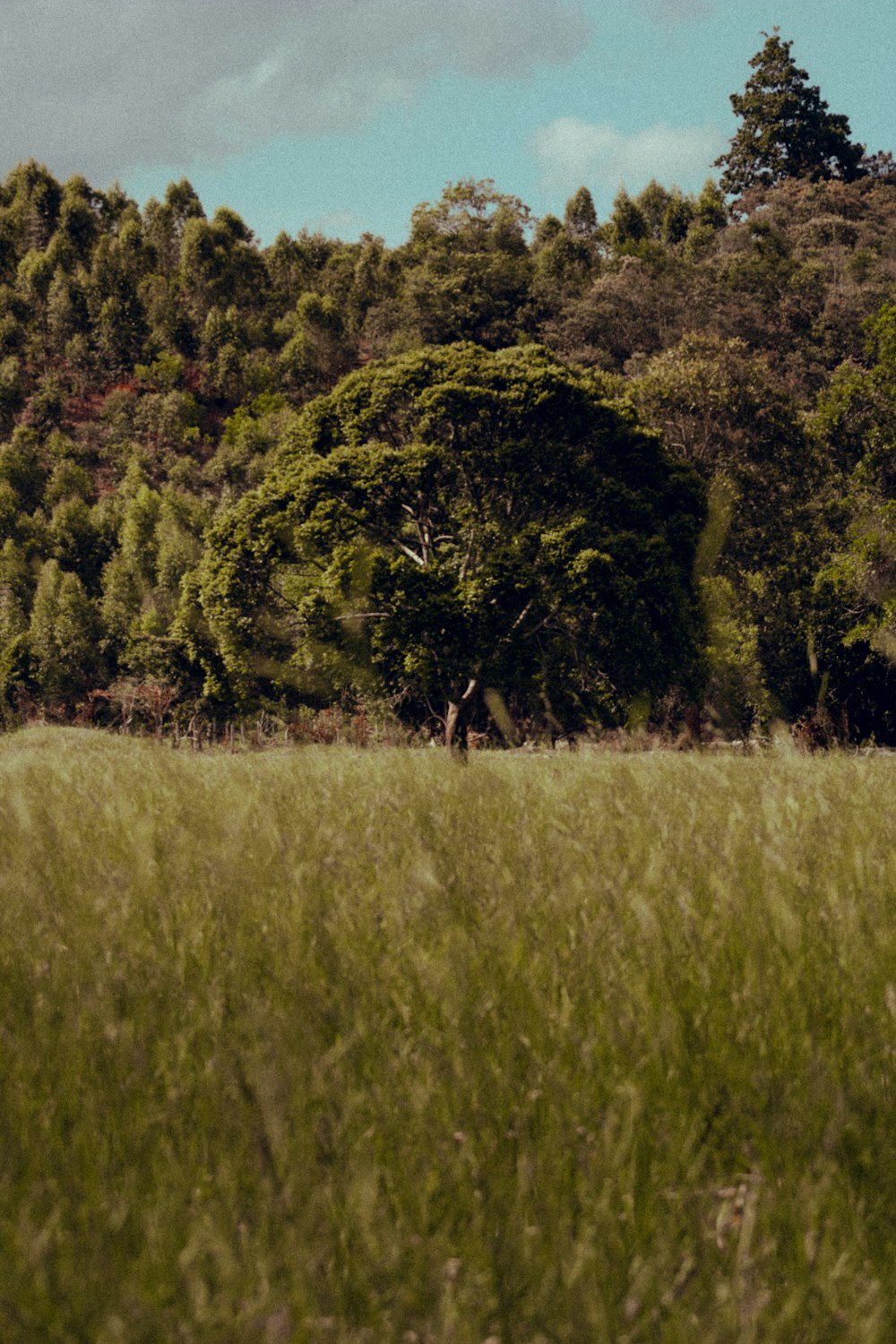 a field of tall grass with trees in the background