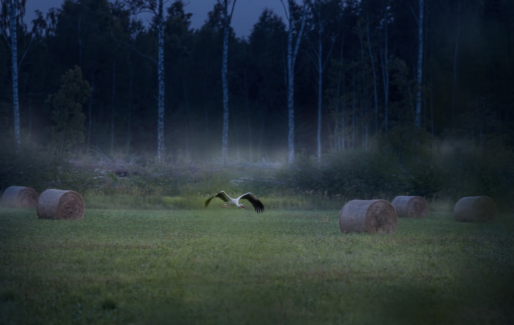 two birds flying over hay bales in a field