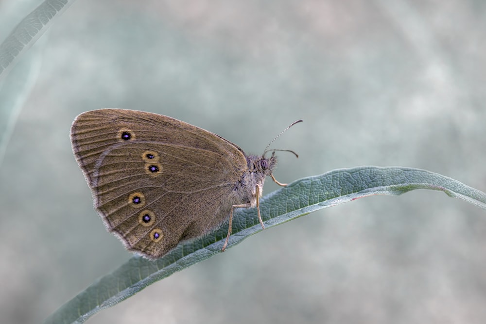 a brown butterfly sitting on top of a green leaf