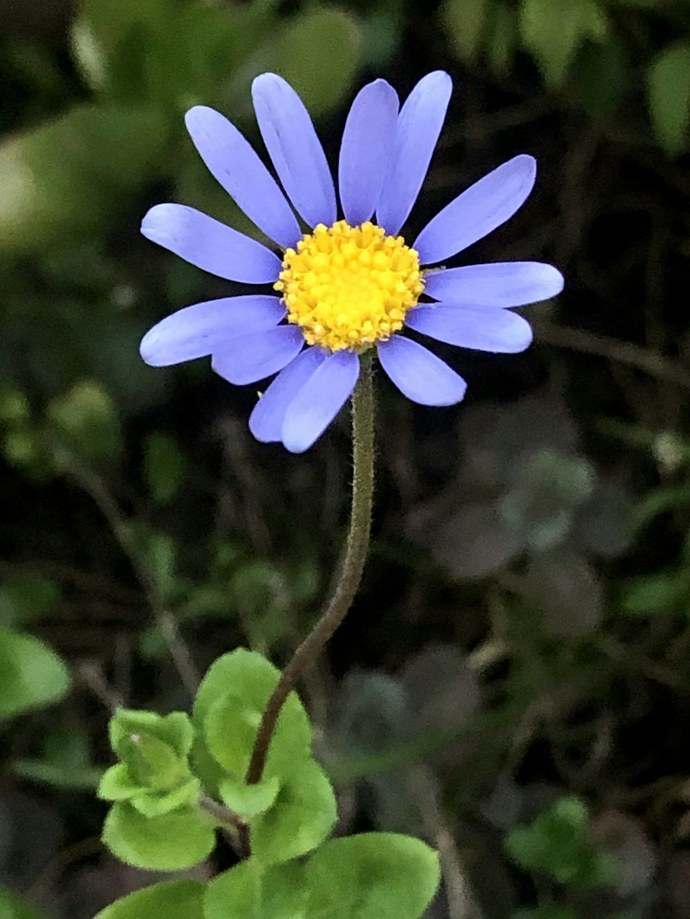 a blue and yellow flower with green leaves