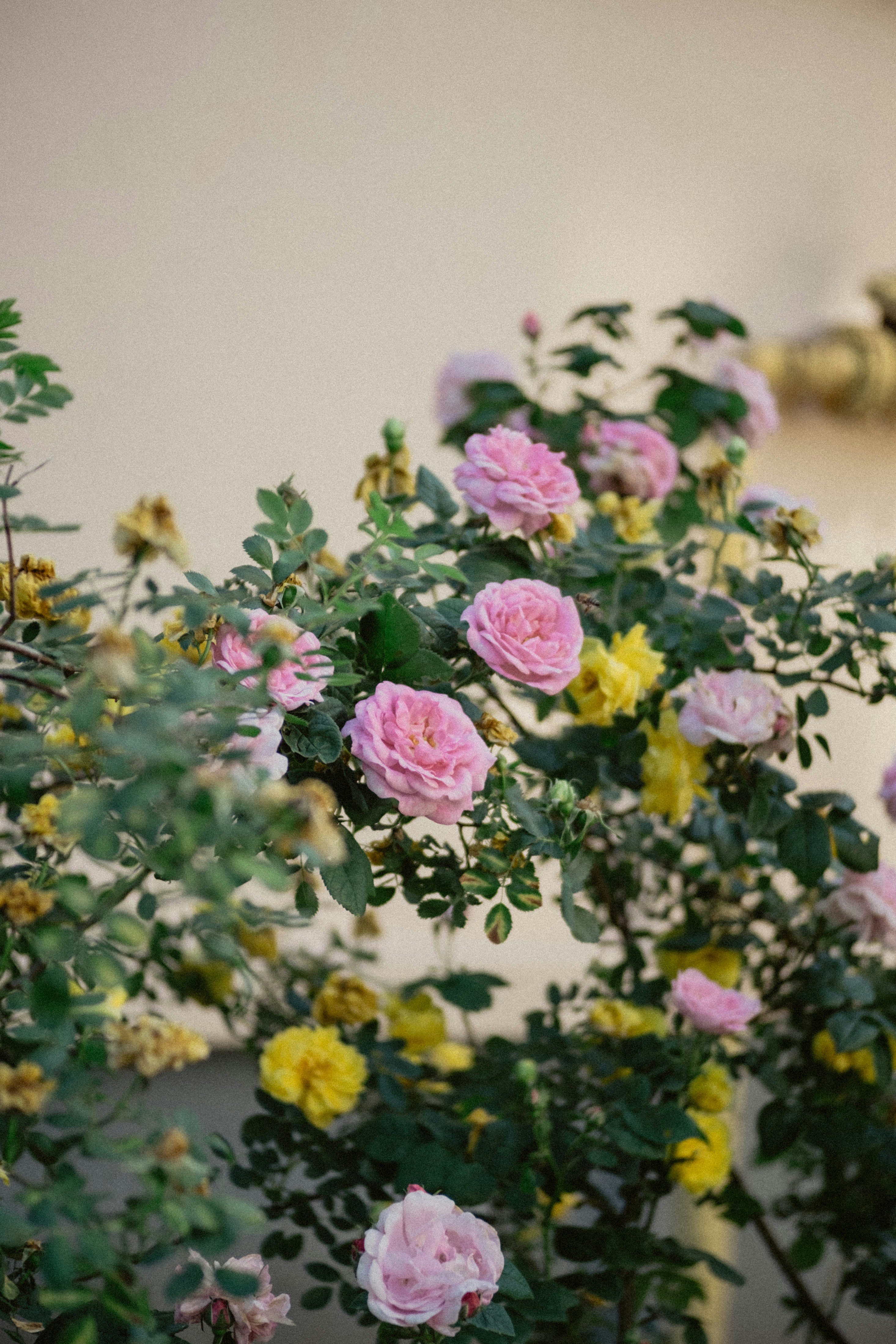 floral wallpaper aesthetic, wallpaper, Flower Crafts for Adults: Creative Projects & Ideas 5