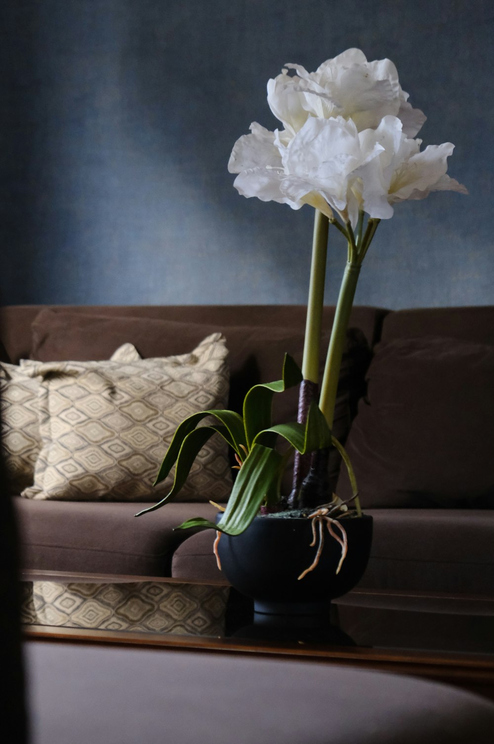 a white flower in a black vase on a table