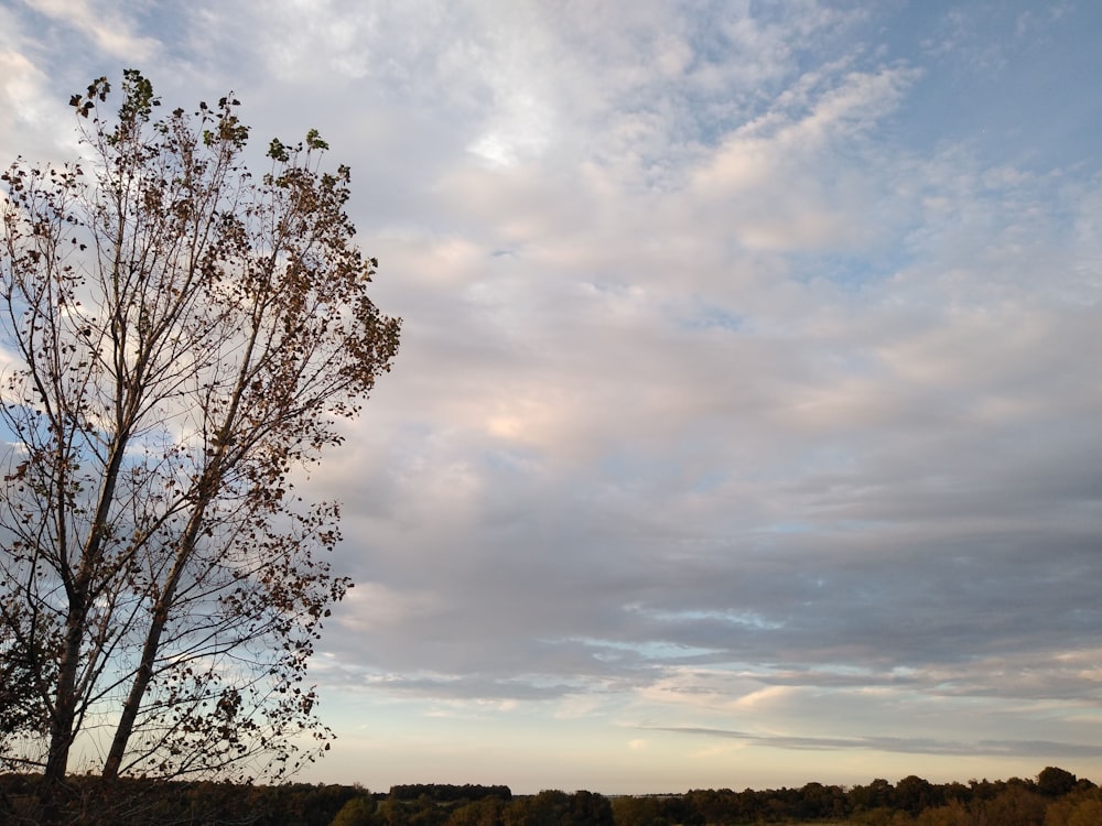 a lone tree in the middle of a field