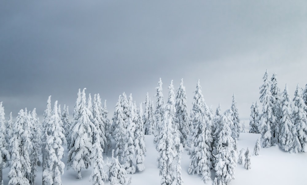 a group of trees covered in snow under a cloudy sky