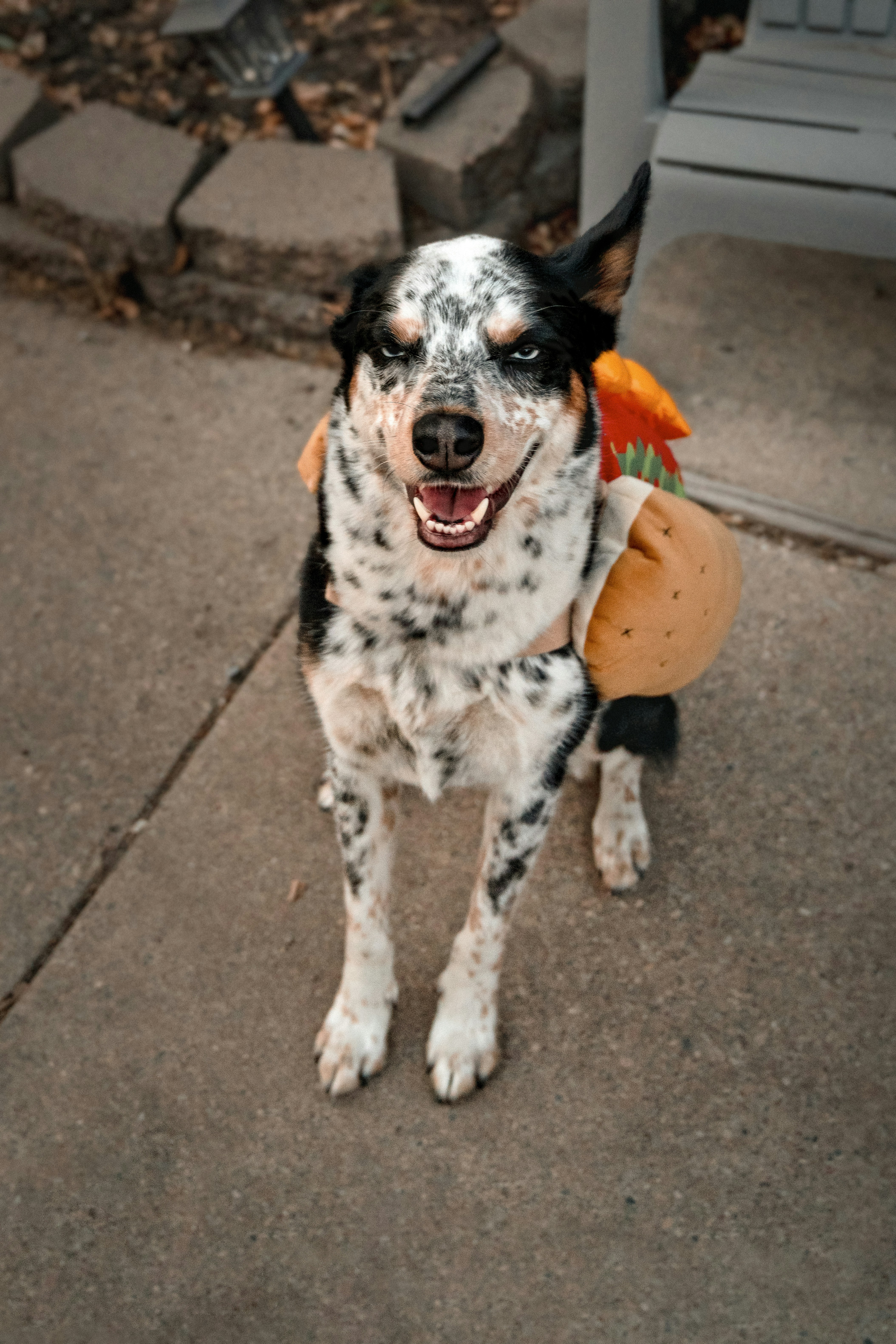 a black and white dog with a toy in its mouth