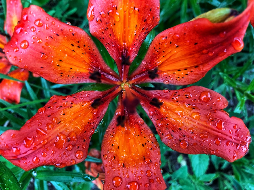 a close up of a flower with water droplets on it