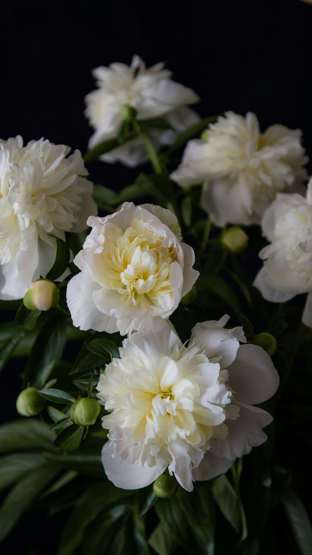 a vase filled with white flowers on top of a table