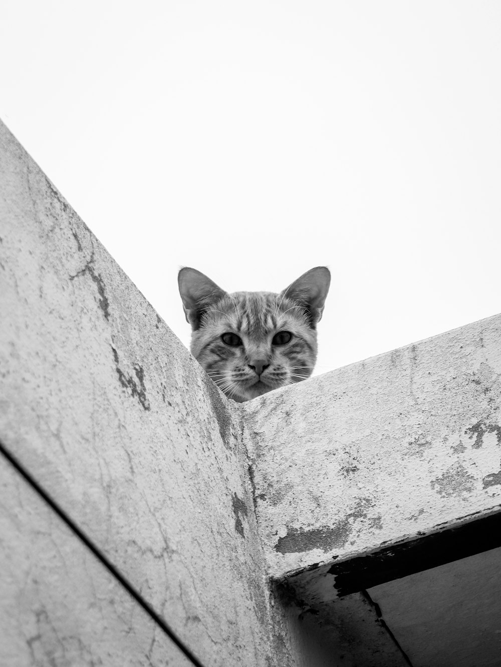 a black and white photo of a cat peeking over a wall