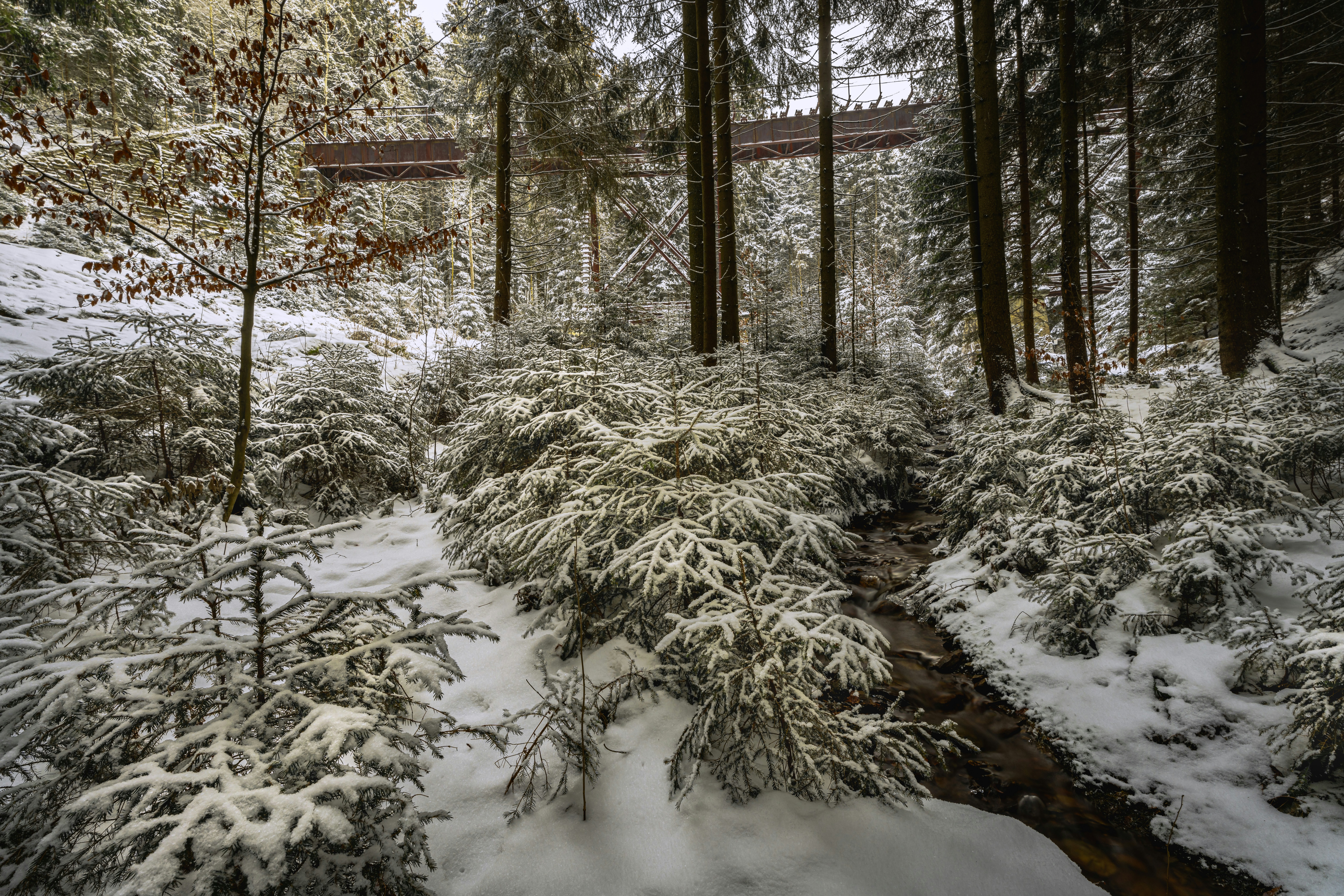 a snow covered forest with a bridge in the distance