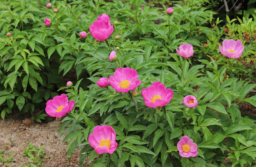 um ramo de flores cor-de-rosa em um jardim