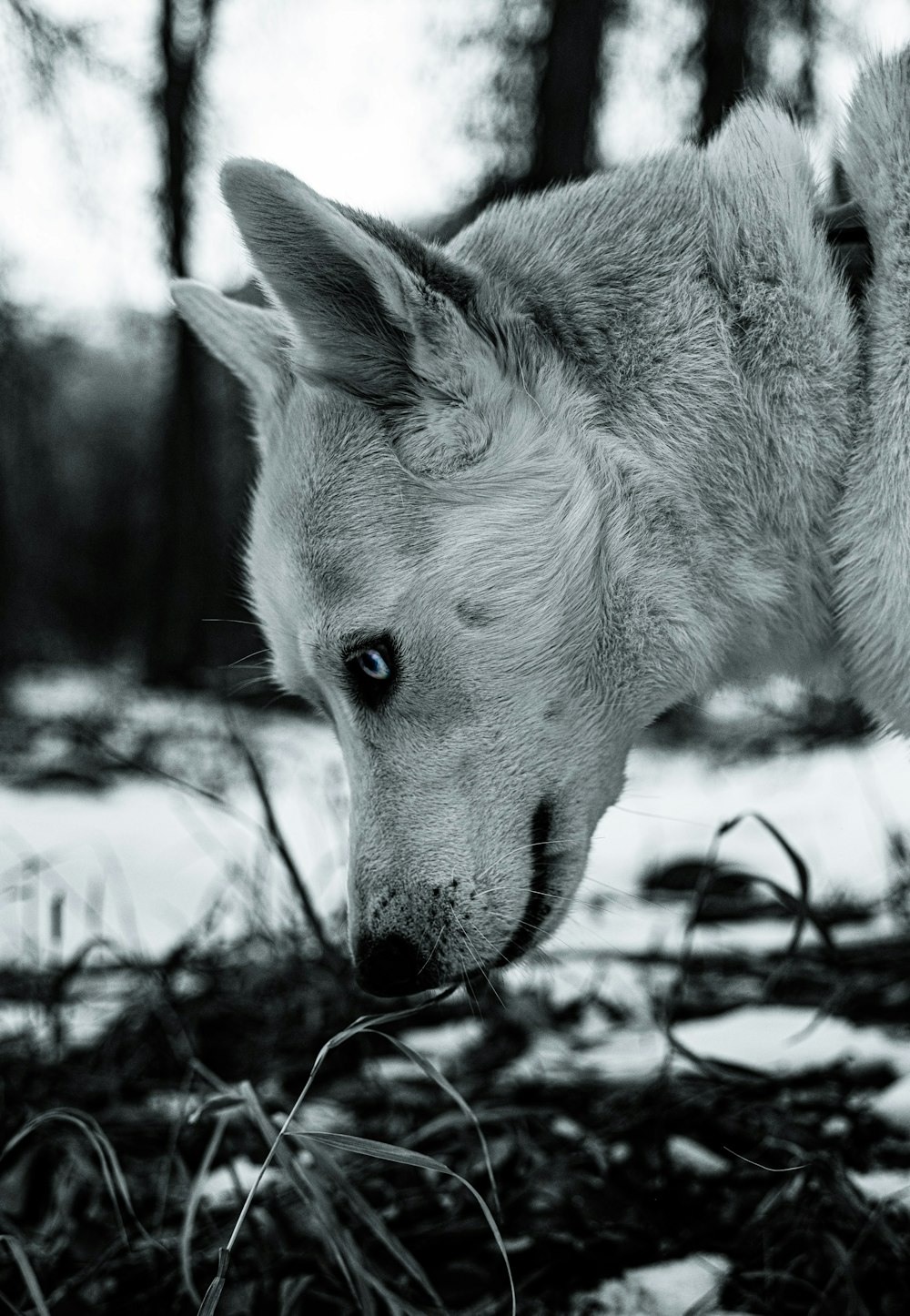 a white dog with blue eyes standing in the snow