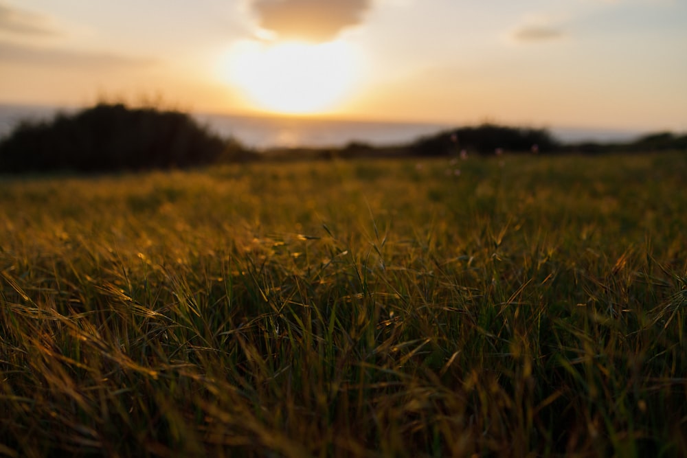 the sun is setting over a grassy field