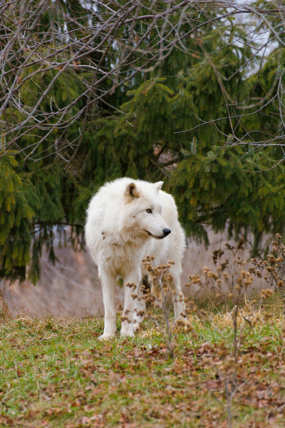 a large white dog standing on top of a grass covered field