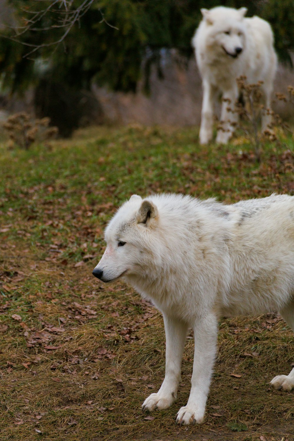 a white wolf standing on top of a grass covered field