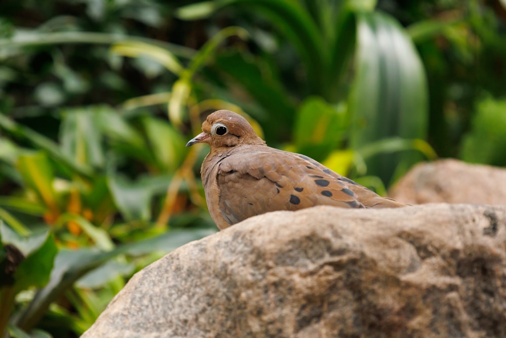 a bird sitting on top of a large rock