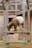 A goat with brown and white fur stands on a raised wooden platform eating grass or hay. The setting appears to be a farm or zoo, with wooden structures visible in the background, including a closed wooden gate.