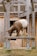 A goat with brown and white fur stands on a raised wooden platform eating grass or hay. The setting appears to be a farm or zoo, with wooden structures visible in the background, including a closed wooden gate.