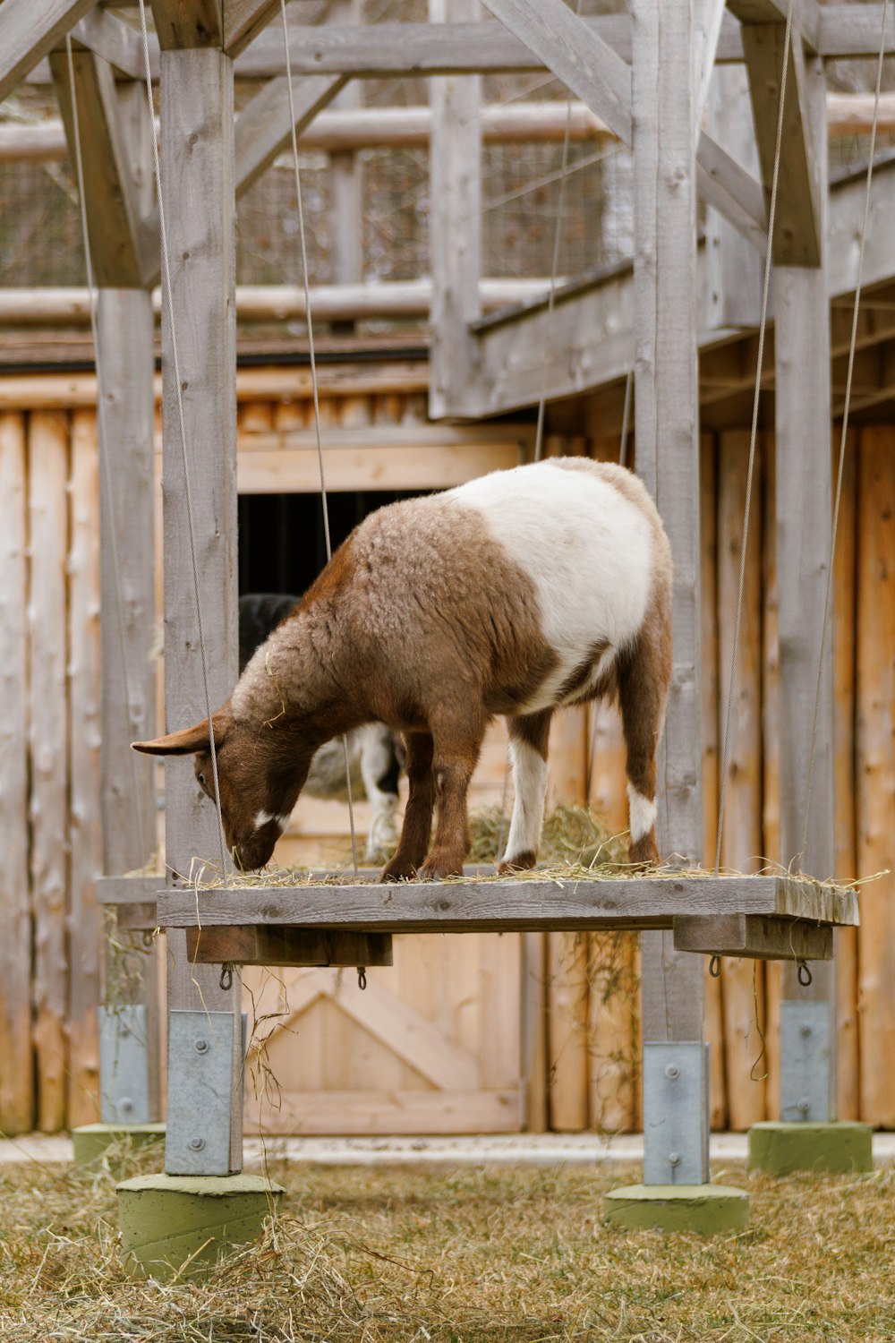a goat eating hay on a wooden platform