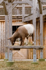 A goat with brown and white fur stands on a raised wooden platform eating grass or hay. The setting appears to be a farm or zoo, with wooden structures visible in the background, including a closed wooden gate.