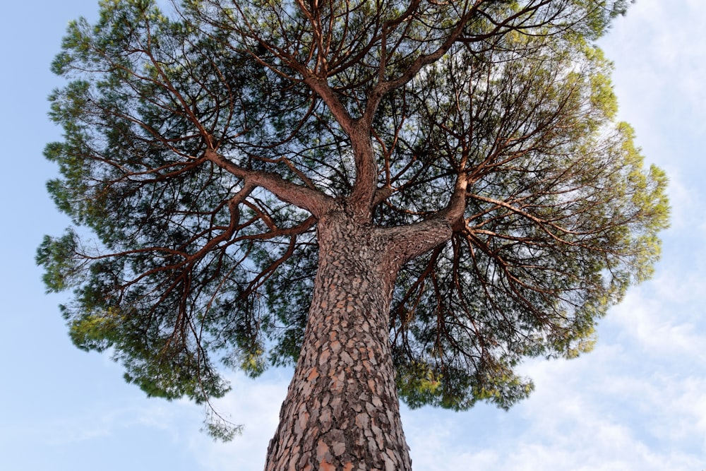 a tall tree with a sky background