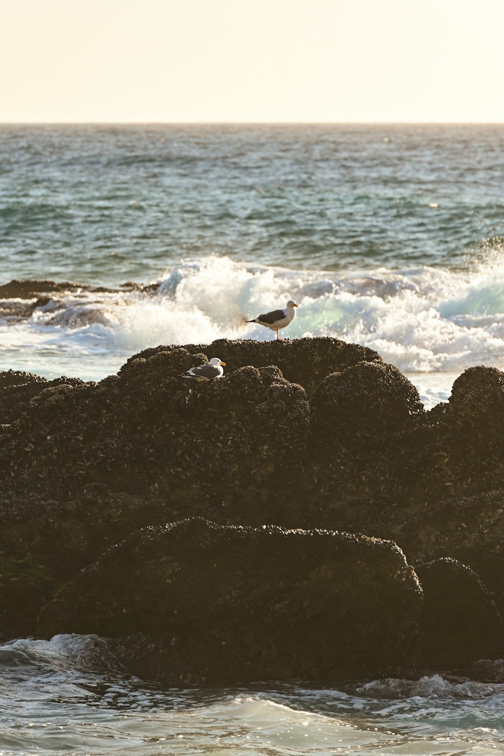 a bird standing on a rock near the ocean