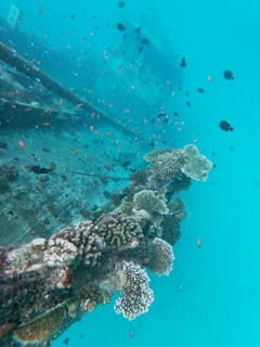 A vibrant underwater scene featuring a coral-covered shipwreck immersed in clear blue water. Numerous small fish of various colors swim around the wreck, creating a lively marine environment. The coral growth is diverse, with different textures and shapes adding to the intricate underwater landscape.