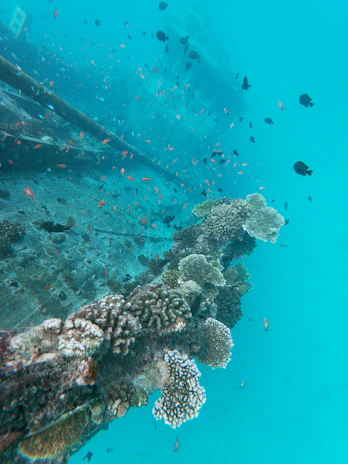 Underwater view of coral growth around a recently secured wreck site, teeming with marine life.