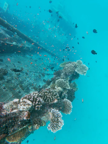 Underwater footage of colorful fish swimming near a sunken shipwreck.