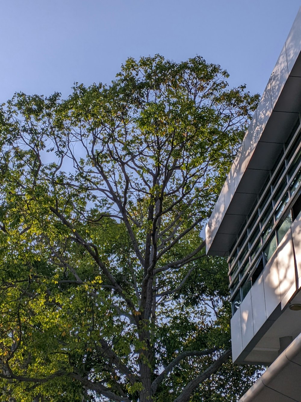 a tall tree sitting next to a building under a blue sky