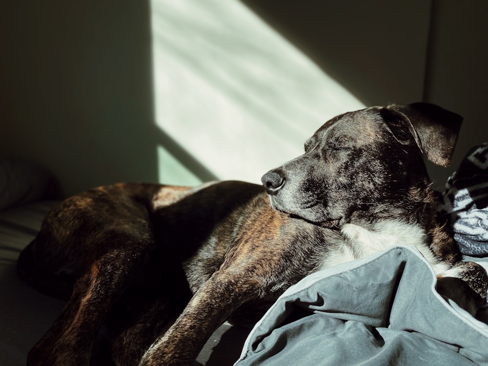 a dog laying on top of a bed next to a blanket