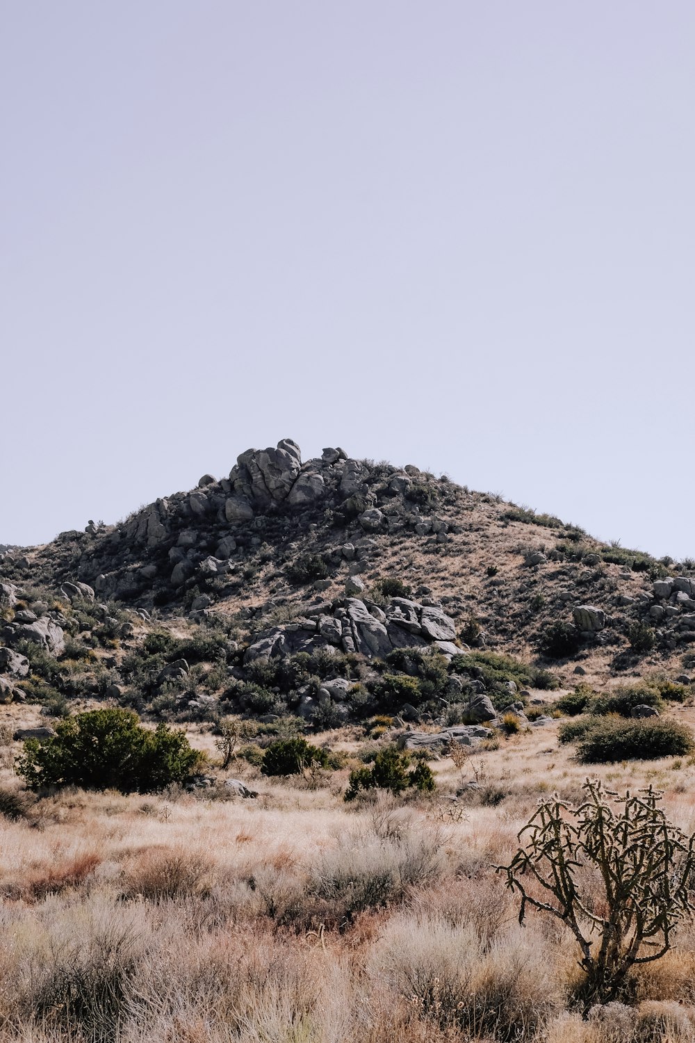 a mountain with a small tree in the foreground