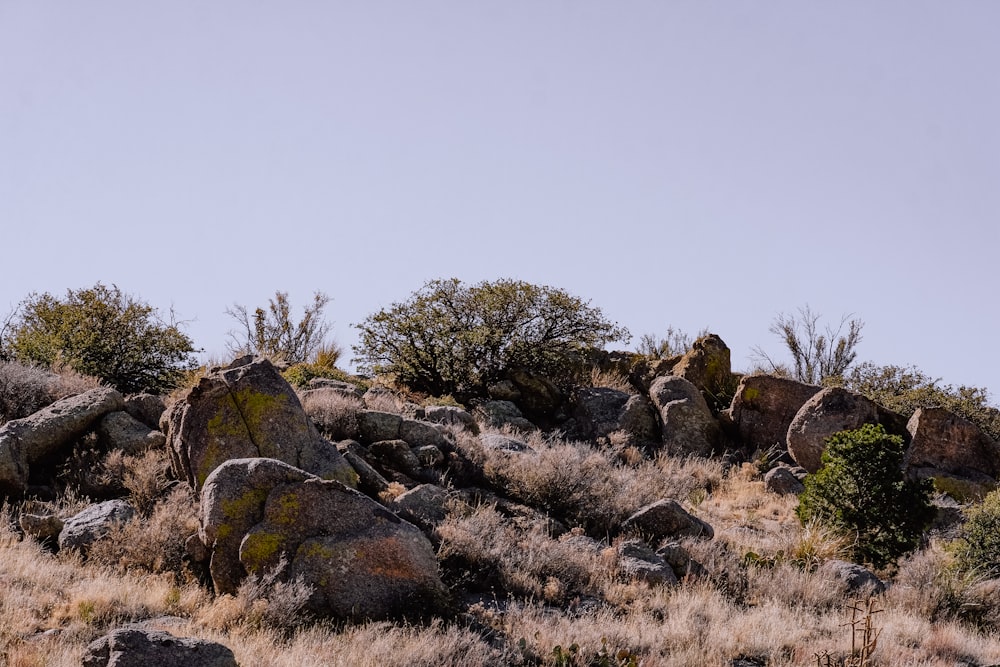 a lone giraffe standing on top of a rocky hill