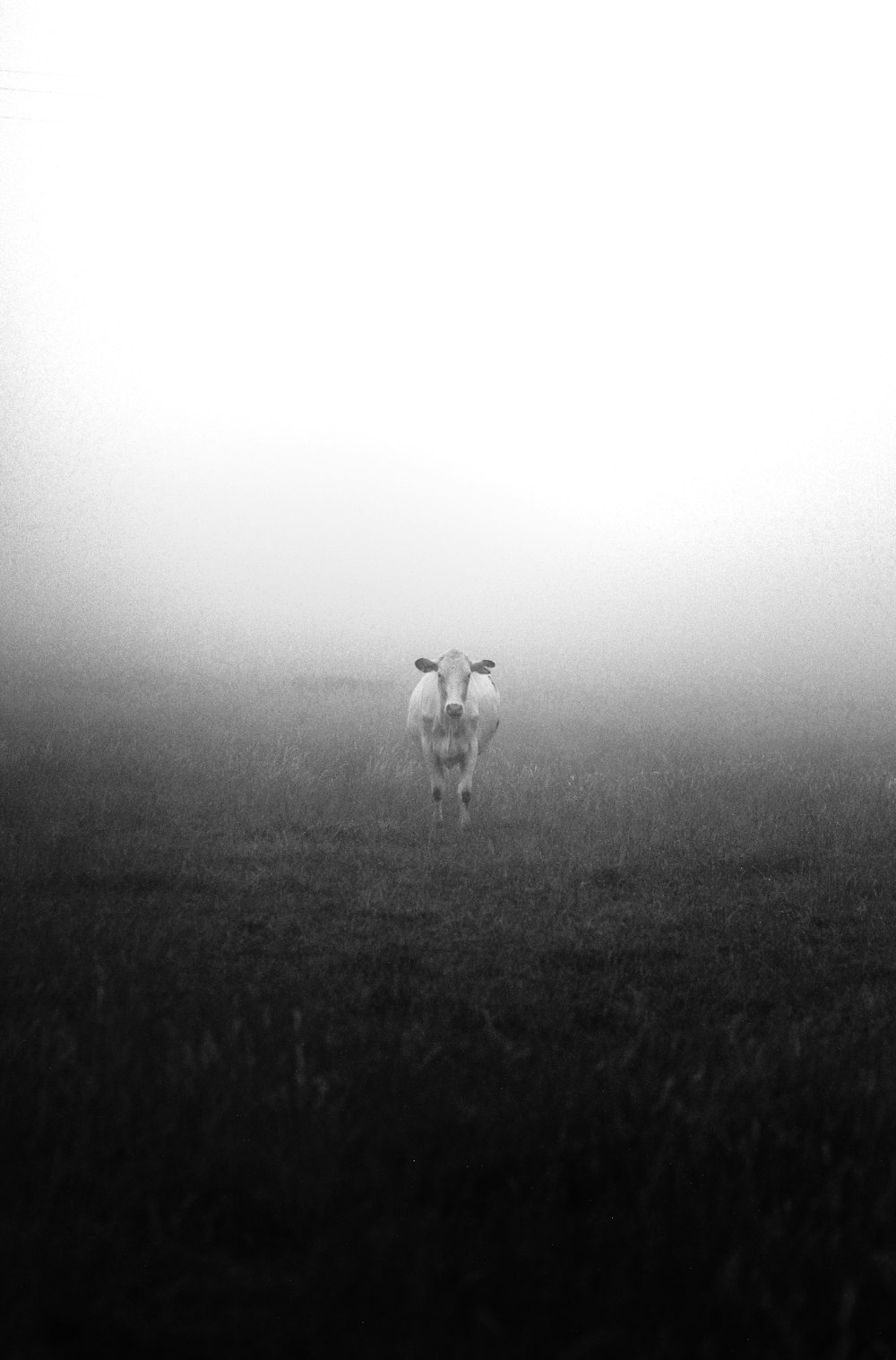 a black and white photo of a cow in a foggy field