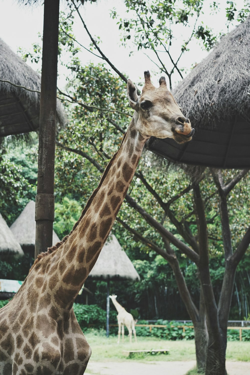 a giraffe standing next to a lush green forest