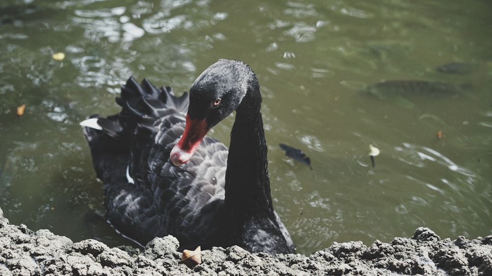 a black swan is swimming in the water