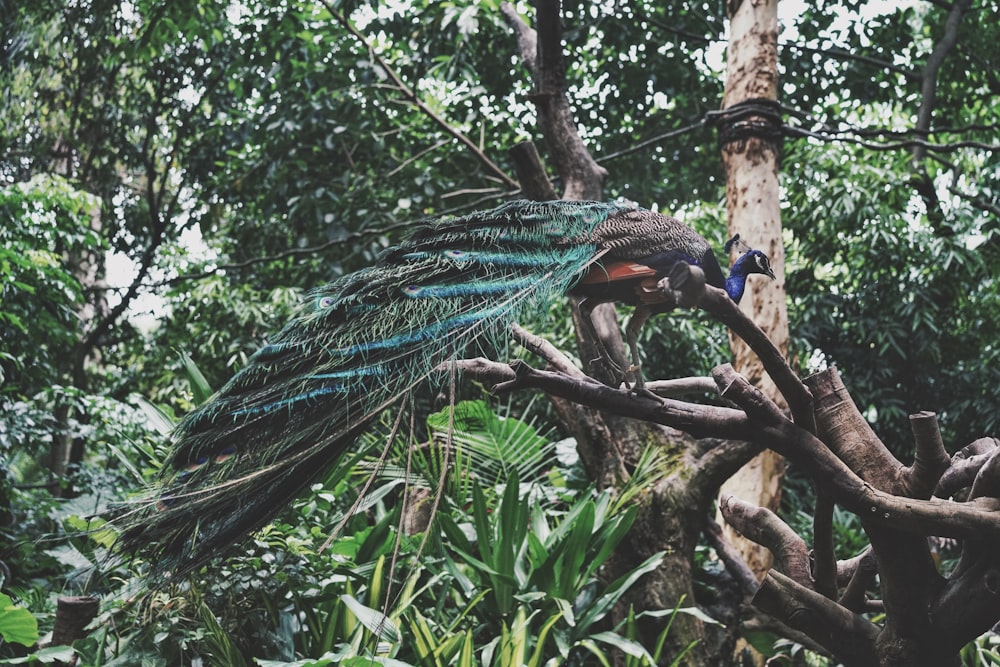 a peacock is perched on a tree branch