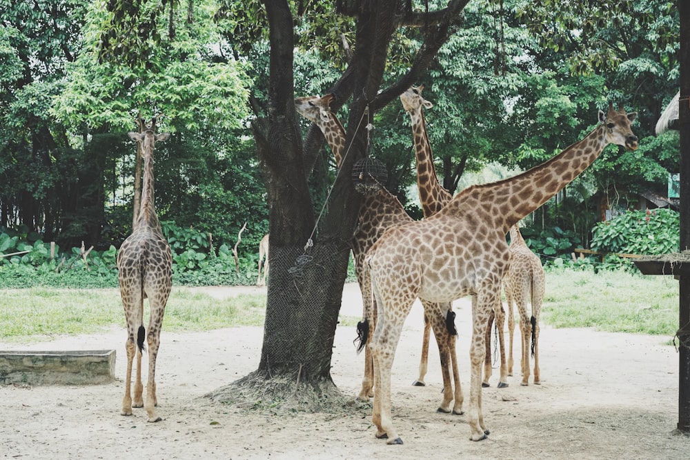 a group of giraffe standing next to a tree