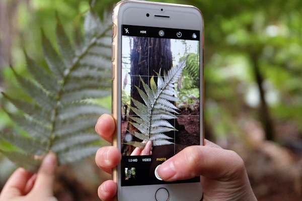 A person using a smartphone to photograph a plant leaf to check its health