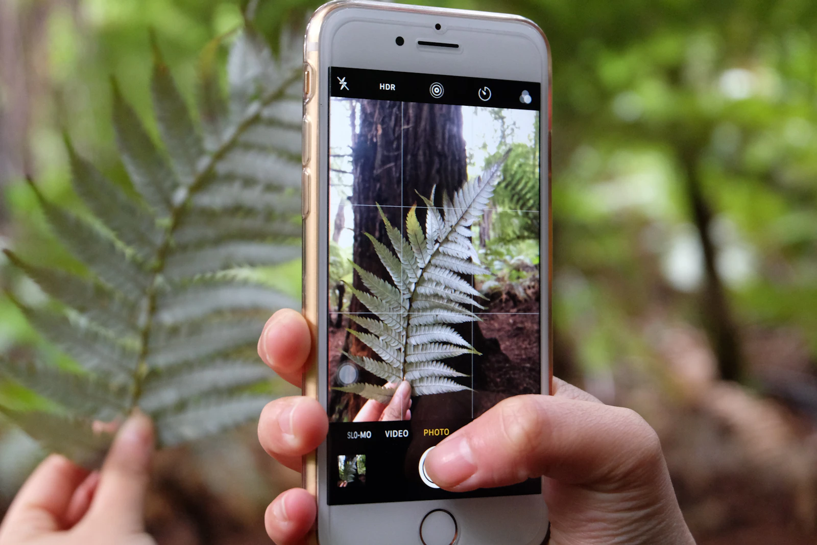 A person photographing a houseplant with a smartphone for plant identification
