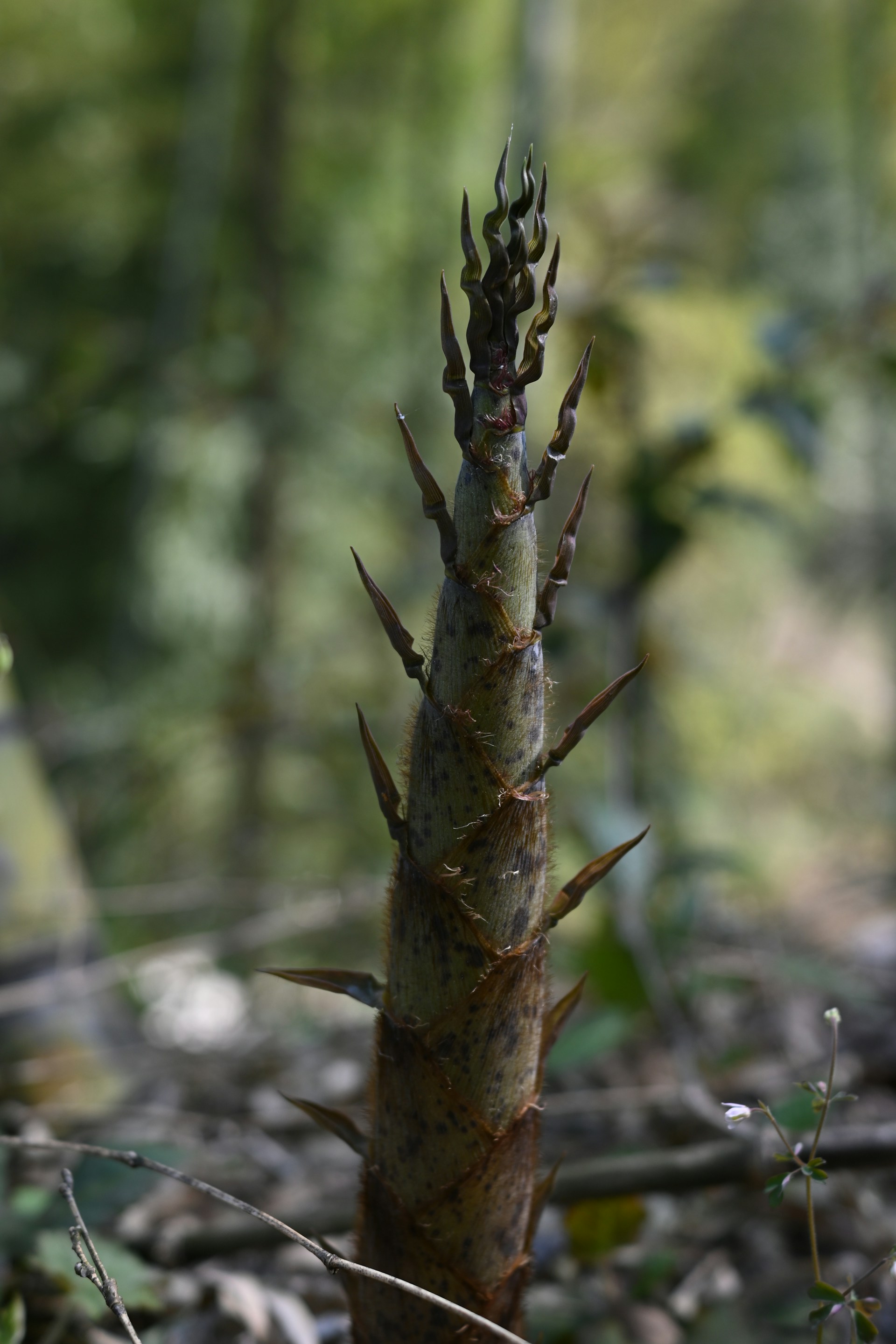 gray computer monitor